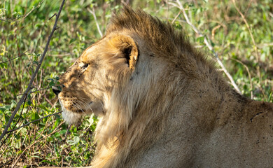 A Majestic Lion Relaxing Peacefully in Its Natural Habitat Within the African Wilderness Serengeti Tanzania Africa