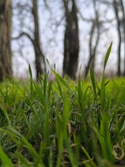 green grass against the background of tree trunks