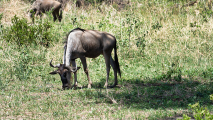 Wildebeest Grazing Gracefully in Their Natural Habitat Amidst the African Landscape Tarangire...
