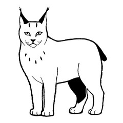 Obraz premium a detailed black and white illustration of a lynx. The lynx stands confidently, its features are sharply defined. The lines capture the essence of this wild cat