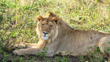 A majestic lion rests peacefully in its natural habitat, amidst the wilds incredible beauty Serengeti Tanzania Africa