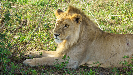 A Majestic Young Lion Relaxing Comfortably in Its Natural Habitat Amidst the Wilderness Serengeti...