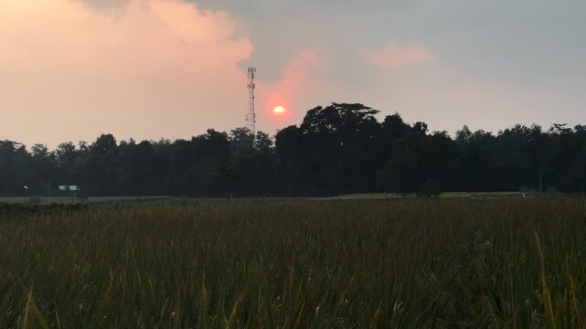 Ricefield