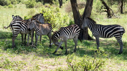 A group of zebras can be seen in their natural habitat, showcasing their beauty and social behavior