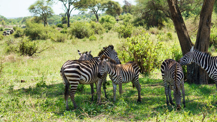 Obraz premium A Group of Zebras Gathering Together in a Beautiful and Lush Grassland Landscape