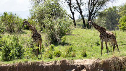 Two majestic giraffes roaming in a lush green savanna with vibrant flora and fauna Tarangire National Park Tanzania Africa