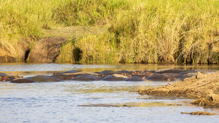 A Serene River Landscape featuring Hippos enjoying themselves at Dusk during sunset Ngorongoro Tanzania Africa