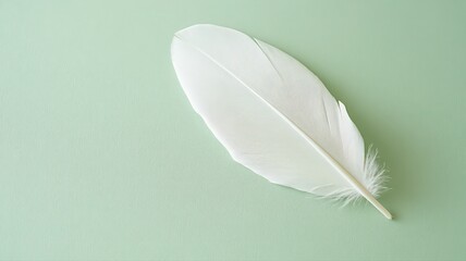 White Feather with Gray Markings on Pale Green Background