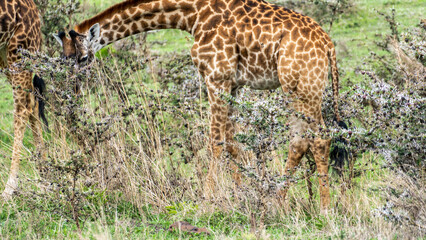 Majestic Giraffes Gracefully Grazing in the Vast Wild Landscape, a True and Stunning Sight to Behold Serengeti Tanzania Africa