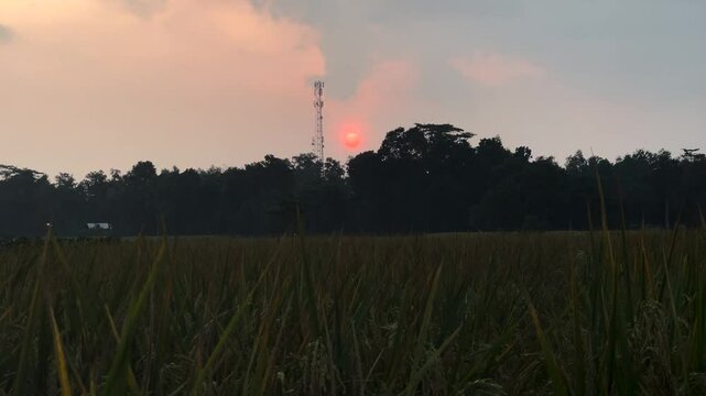Ricefield