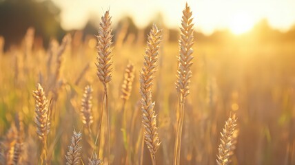 Obraz premium Golden Wheat Field at Sunset: A Close Up View
