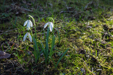 Blooming snowdrops in the park in soft spring sunlight