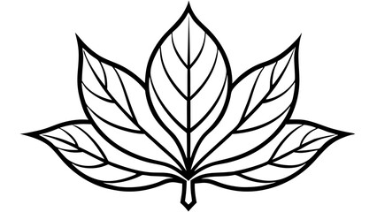 Fototapeta premium A Leaf with Smooth Curves