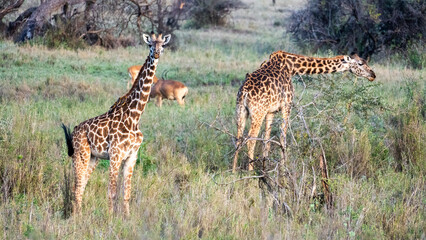 Two Majestic Giraffes Grazing Gracefully in the Wild, Picturesque Landscape of Africa Serengeti Tanzania Africa