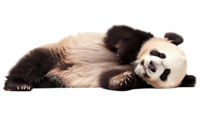 Obraz premium Giant panda bear isolated on white background