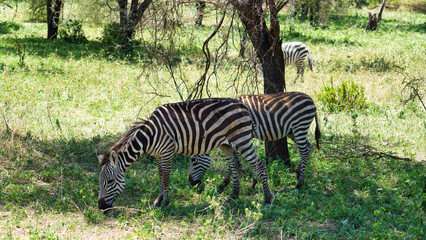 Zebras Grazing in Their Natural Habitat in the Wild, a True Slice of Beautiful Nature Tarangire National Park Tanzania Africa
