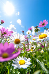 Fototapeta premium Colorful flower field under bright sky. Low angle view. Possible use Nature photography