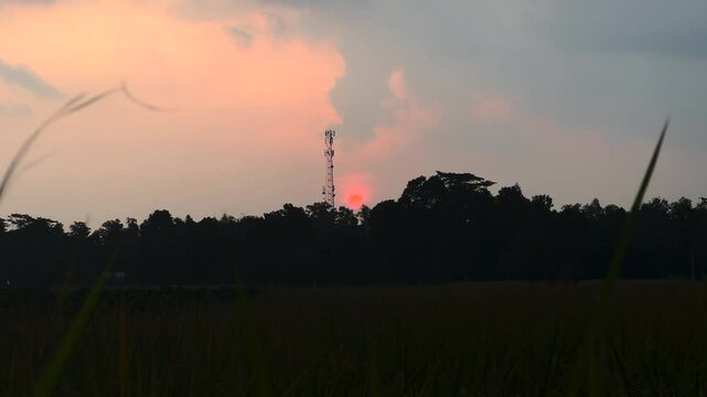 Ricefield
