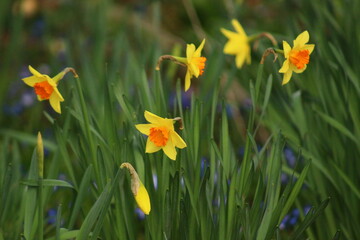 daffodils in spring