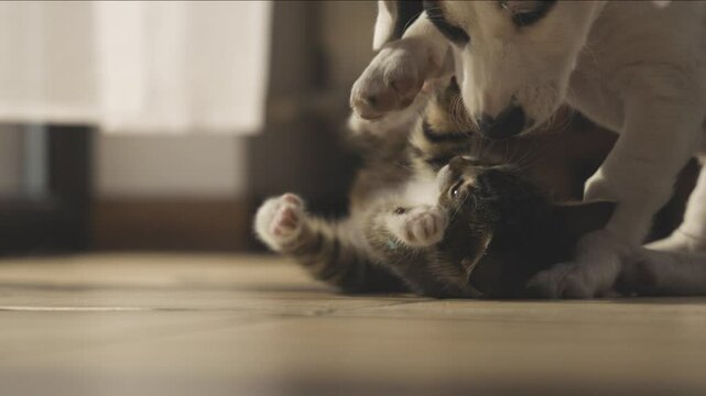 little white puppy and small kitty interact with each other 