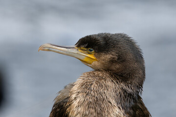 Young cormorant.A bird with a yellow beak and a black head