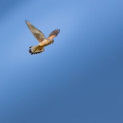Young kestrel, bird is flying in the sky with its wings spread wide