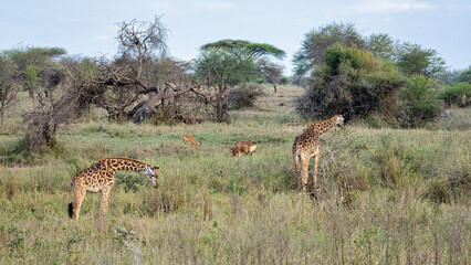Giraffes roam majestically in the Serengeti Grassland, showcasing biodiversity and nature