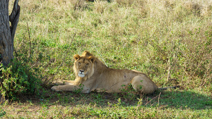 A Majestic Lion is Resting in Its Beautiful and Natural Habitat in the African Savannah Serengeti Tanzania Africa