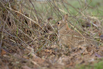 Wild Rabbit Camouflaged in Natural Habitat