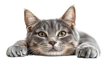 Grey tabby cat with green eyes peers over edge, cut out transparent