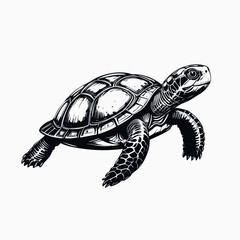 Fototapeta premium Hand Drawn Black and White Turtle Illustration. Vector image