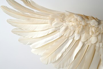 Fototapeta premium Detailed view of a beautiful white bird wing on display