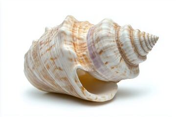 sea shell on white background