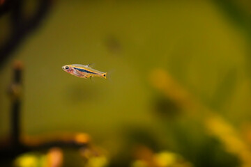 Boraras urophthalmoides, least rasbora Longitudinal banded dwarf barb swimming in freshwater tank....