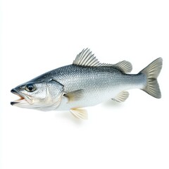 Obraz premium Anabas fish, known for its unique ability to breathe air, showcasing vibrant colors against a clean white backdrop.