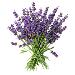 Fototapeta premium Fresh Lavender Bouquet Isolated on Transparent Background
