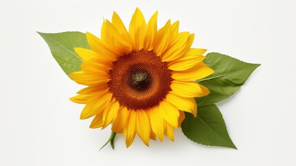 Obraz premium A bright sunflower bloom isolated on a white backdrop, showcasing its vibrant yellow petals and green leaves.