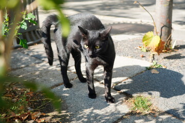 Threatening black cat with tense arched back ready to defend its territory