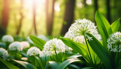 blooming wild garlic ramsons bear leek or bear s garlic close up on a background of greenery natural green background with forest vitamin healthy plant