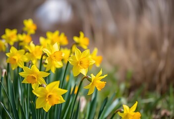 Fototapeta premium Vibrant yellow daffodils blooming in a spring meadow, golden, spring flowers