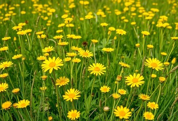 Obraz premium Vibrant yellow wildflowers in a lush spring meadow, texture, yellow bloom