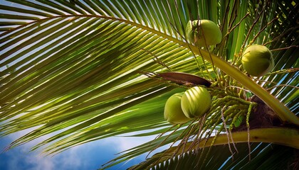 coconut palm or tropical plants with green coconuts