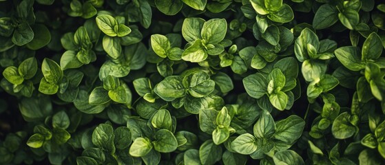 A detailed close-up of vibrant green leaves on a thriving plant.