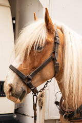 A portrait of a horse with a white mane near a truck