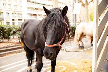 Black horse with long mane in harness