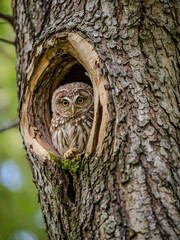 Obraz premium Fluffy owlet perched in a poplar tree hollow