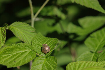 Spring Peeper, Pseudacris crucifer, a tree frog, perched in briars