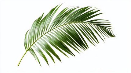 Obraz premium A detailed view of a green leaf set against a clean white background.