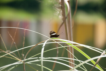 Borboleta