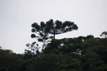 Araucária, árvores do Brasil